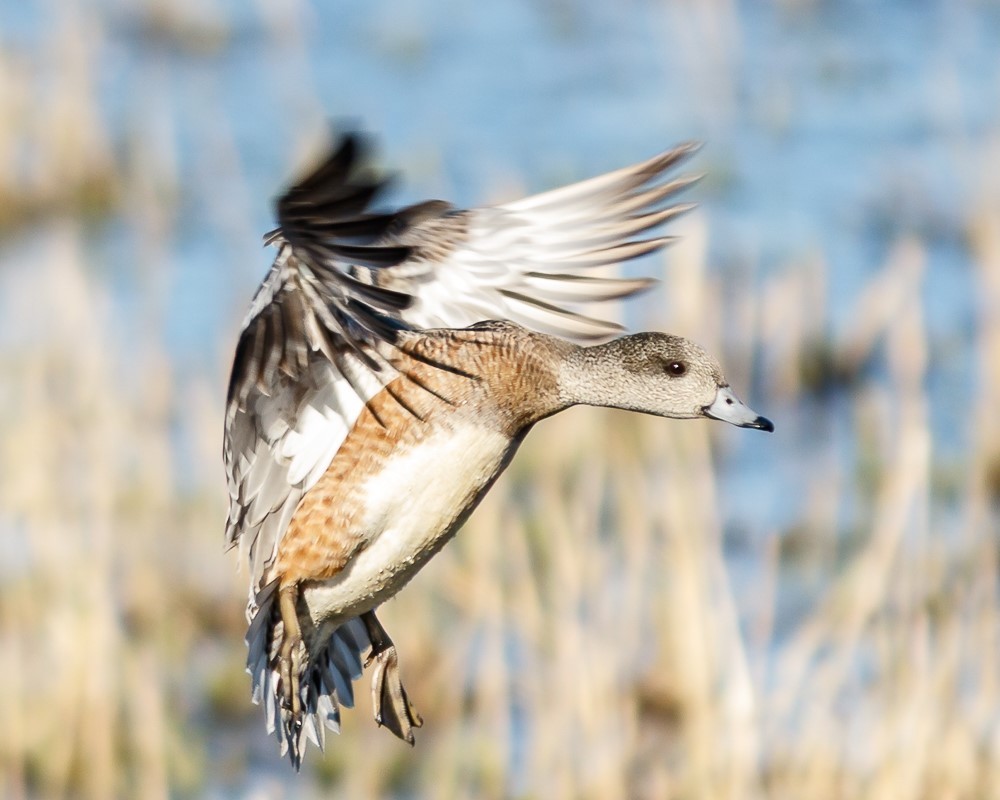 Female American Wigeon<br>© Barry Ttroutman