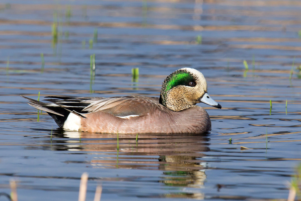 Male American Wigeon at Nisqually National Wildlife Refuge<br> Mick Thompson © Creative Commons
