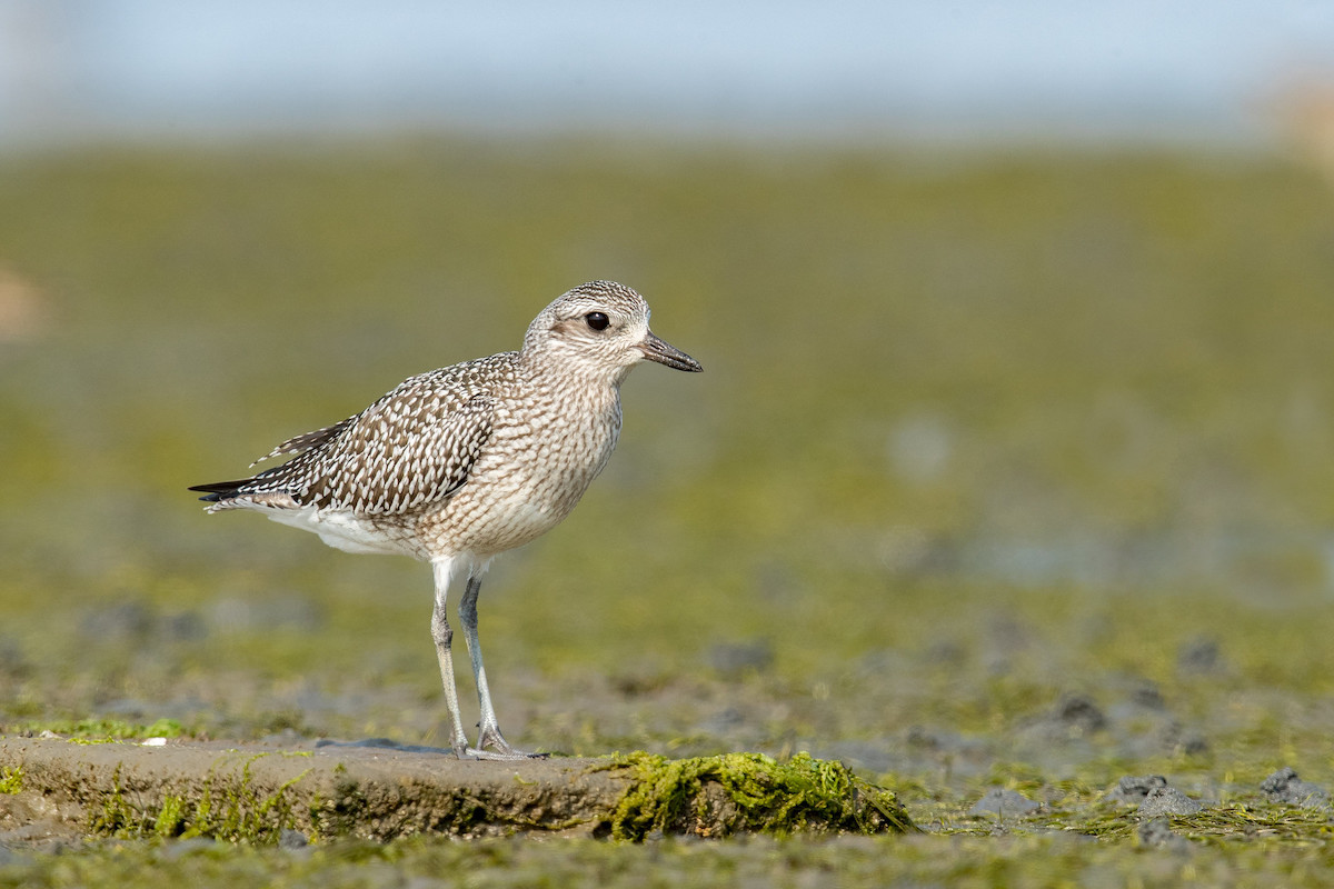 Black-bellied Plover in the coastal wetlands of Washington. <br>Mick Thompson © Creative Commons
