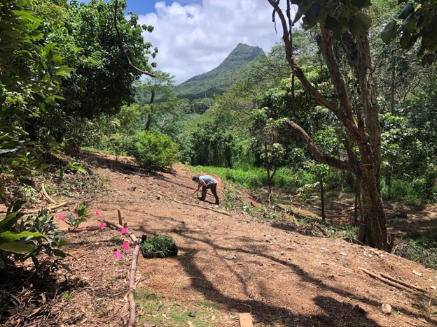 A DOFAW employee prepares for an upcoming student work day by flagging plants for students to water.<br>Photo: Hawaiʻi DLNR