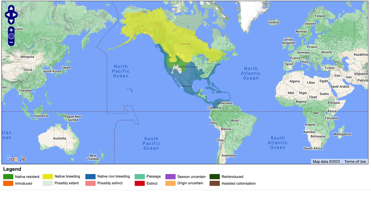 Distribution of American Wigeon <br>Map from Bird LIfe International (2022)