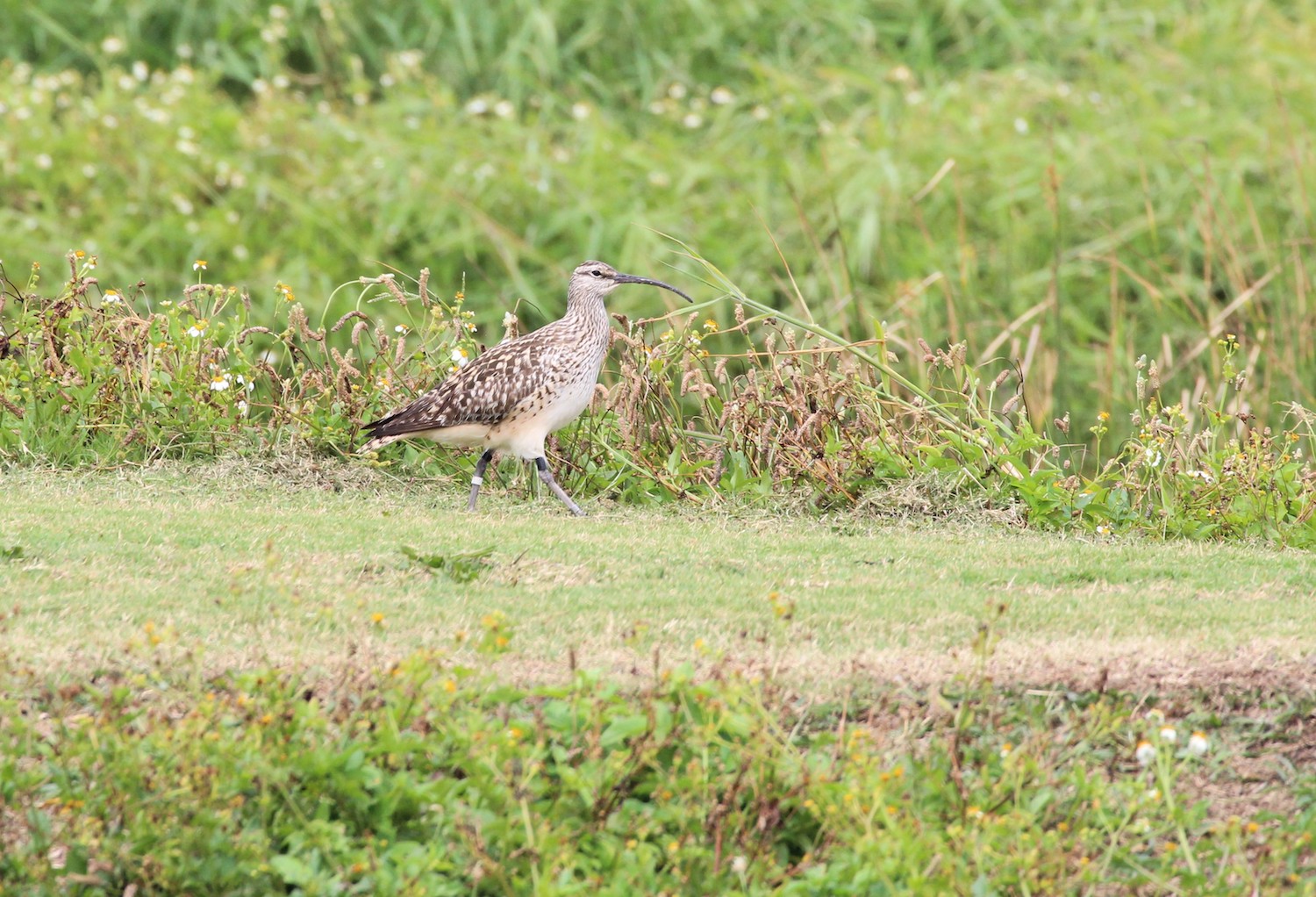 ‘45’, a male Bristle-thighed Curlew seen at James Campbell National Wildlife Refuge, that was banded in 2014.  Photo © Monica Iglecia. 