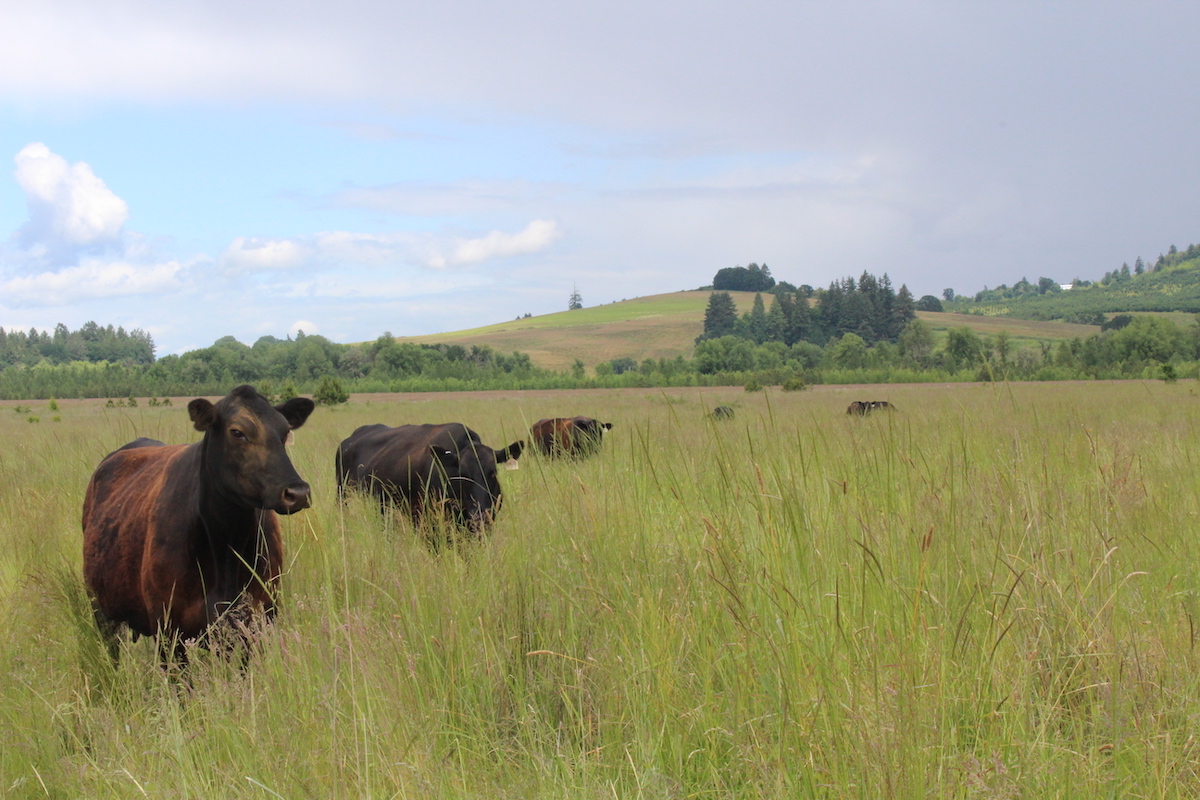 Grazing cows may be a strategy for restoring threatened oak prairie ecosystems. <br>Photo: Charlotte Trowbridge, Tualatin Soil and Water Conservation District.
