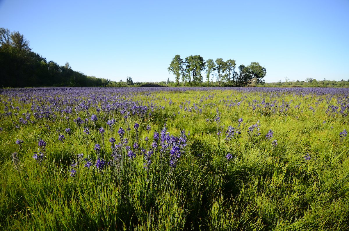 Native wildflowers bloom in an oak prairie. <br>Photo courtesy of Tualatin SWCD.  