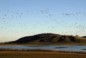 Waterfowl over Baskett Slough National Wildlife Refuge