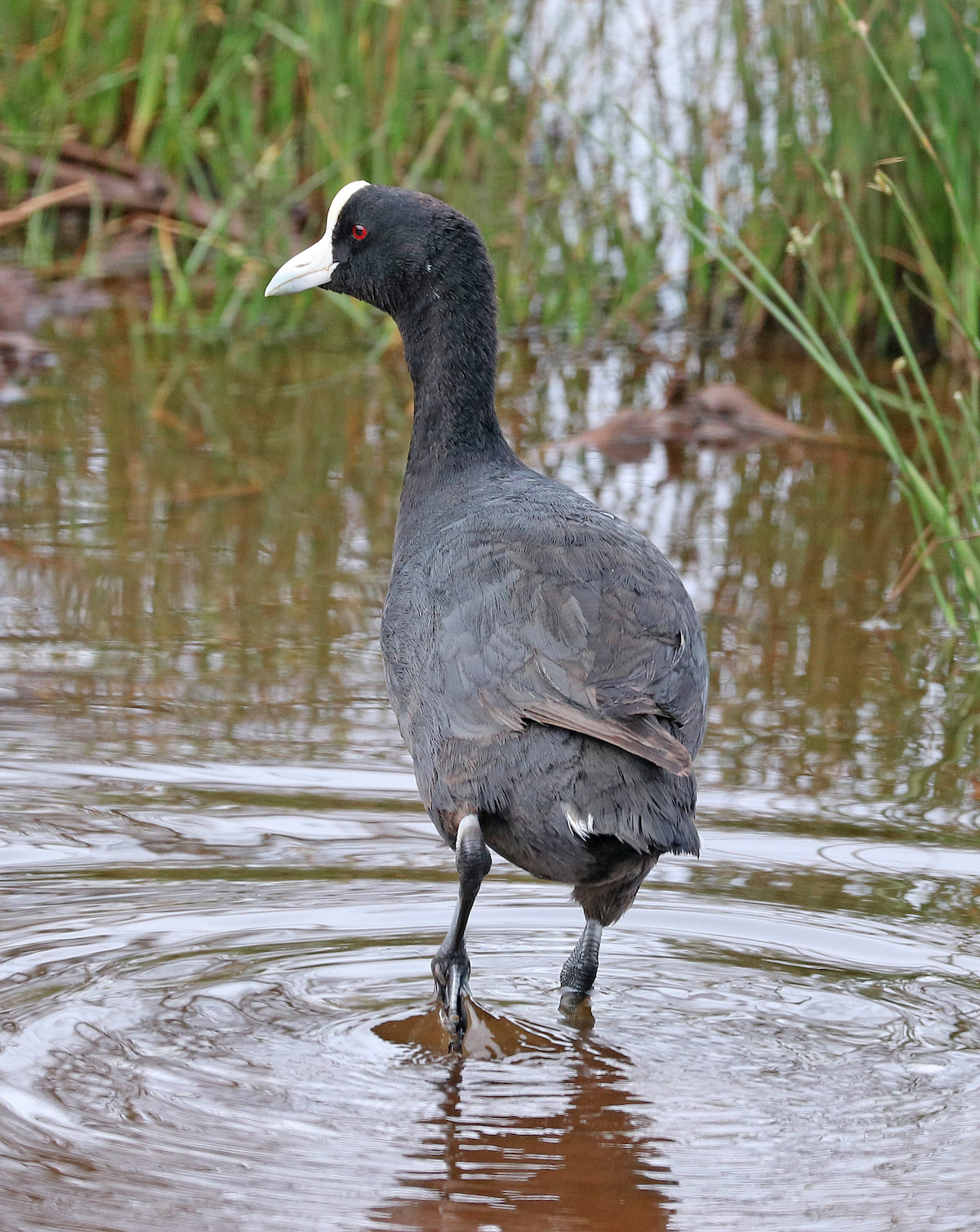 Hawaiian Coot AS Public Domain The 'alae ke'oke'o (or Hawaiian coot) is a small waterbird endemic to Hawai'i.