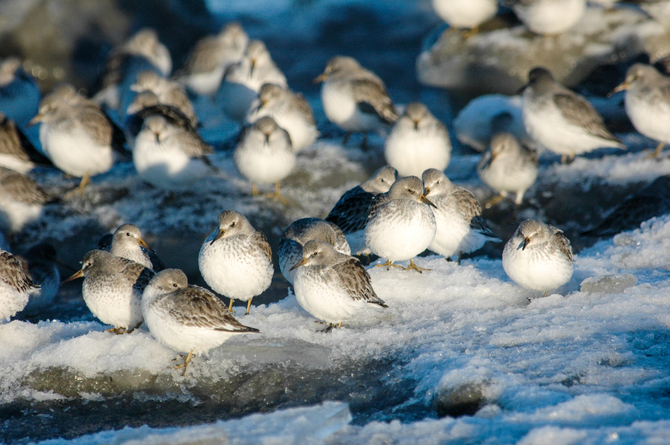 A National Coastal Wetlands Conservation grant allowed for the long-term protection of  wetlands on Alaska's Kasilof River Flats/Wetlands. Thirty-seven species of birds on Alaska's list of Species of Greatest Conservation Need, such as the Rock Sandpiper, use the area.<br>© Dan Ruthrauff