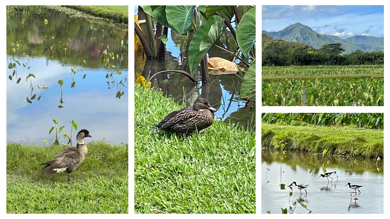 Nēnē (Hawaiian Goose), Koloa maoli (Hawaiian Duck) and Aeʻo (Hawaiian Stilt) are among the waterbirds found at Hanalei. <br>Photo collage courtesy of Friends of Kauaʻi Wildlife Refuges 