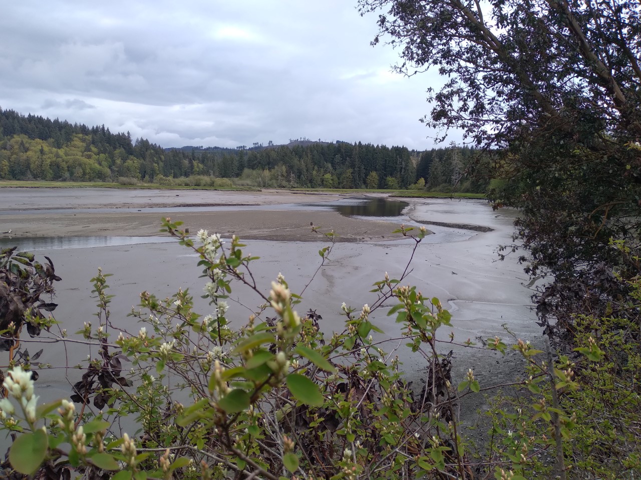 With support from a 2022 Pacific Birds Partnership Grant, Audubon Washington will coordinate a coalition of organizations to advance protection and restoration of Kennedy Creek and Skookum Inlet Natural Area Preserves. <br>Photo courtesy of Scott Andrews