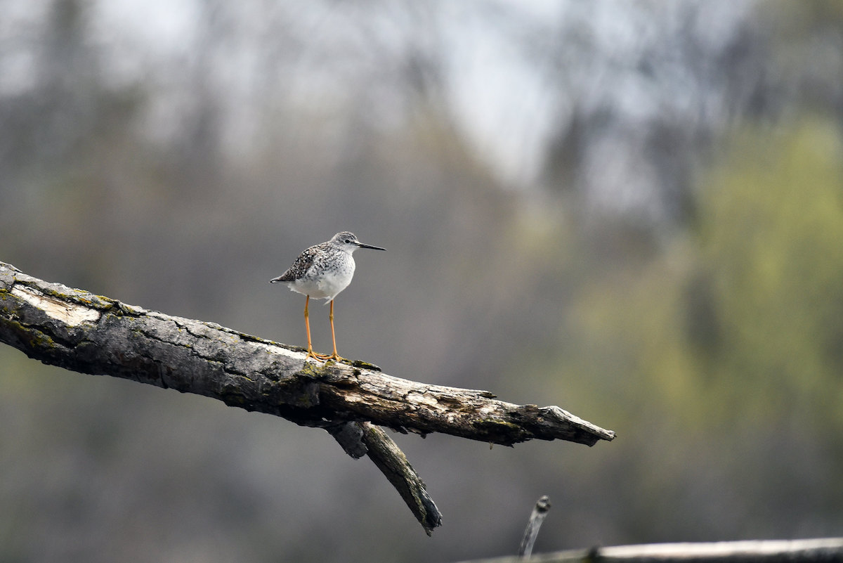 Lesser Yellowlegs is a Tipping Point species in the new State of the Bird Report. By learning more about their life cycles and threats, and  encouraging conservation, it is hoped that the declining trend can be slowed or reversed–for this and other species.