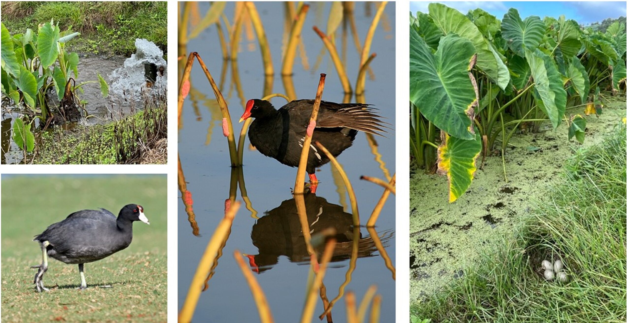 Infrastructure improvements being made at Hanalei National Wildlife Refuge are improving water quality and habitat for Hawaiʻi's endemic waterbirds, such as the ʻAlae keʻoke ʻo or Hawaiian Coot (shown left) and ʻAlae ʻula or Hawaiian Gallinule, shown in middle. A Gallinule nest is shown in lower right. 
 <br> Photo collage courtesy of Friends of Kauaʻi Wildlife Refuges 