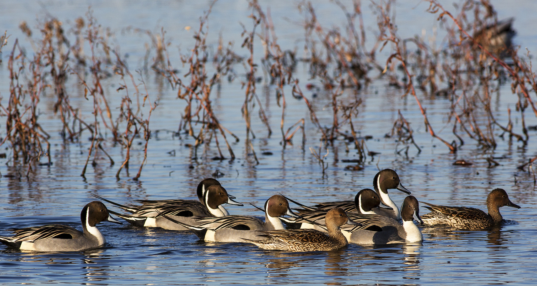 Northern Pintail in California's Central Valley <br>Bob Wick, Bureau of Land Management