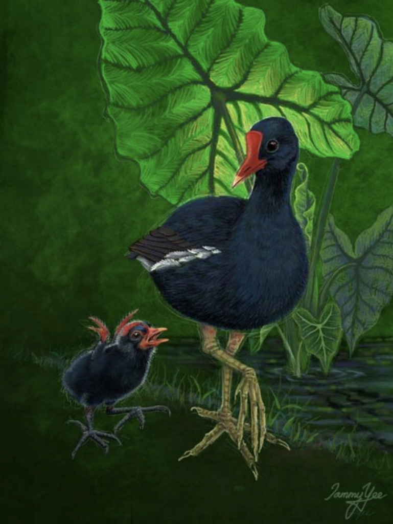ʻAlae ʻula – the Bird that Brought Fire