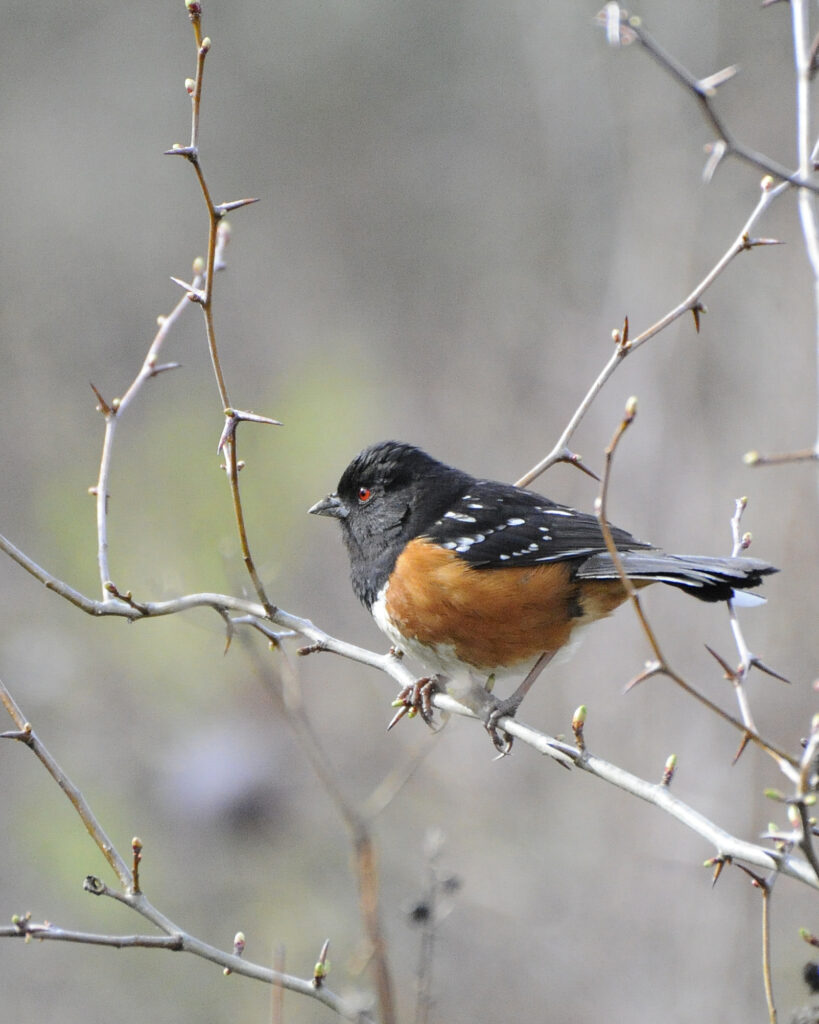 Spotted Towhee at William L. Finley National Wildlife Refuge <br>George Gentry, USFWS