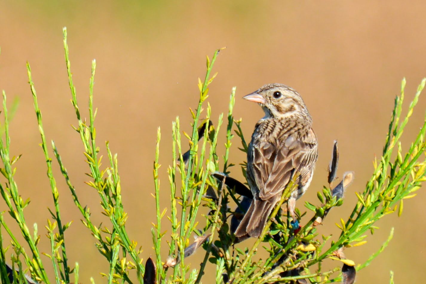 Oregon Vesper Sparrow<br>© Karla Kelly