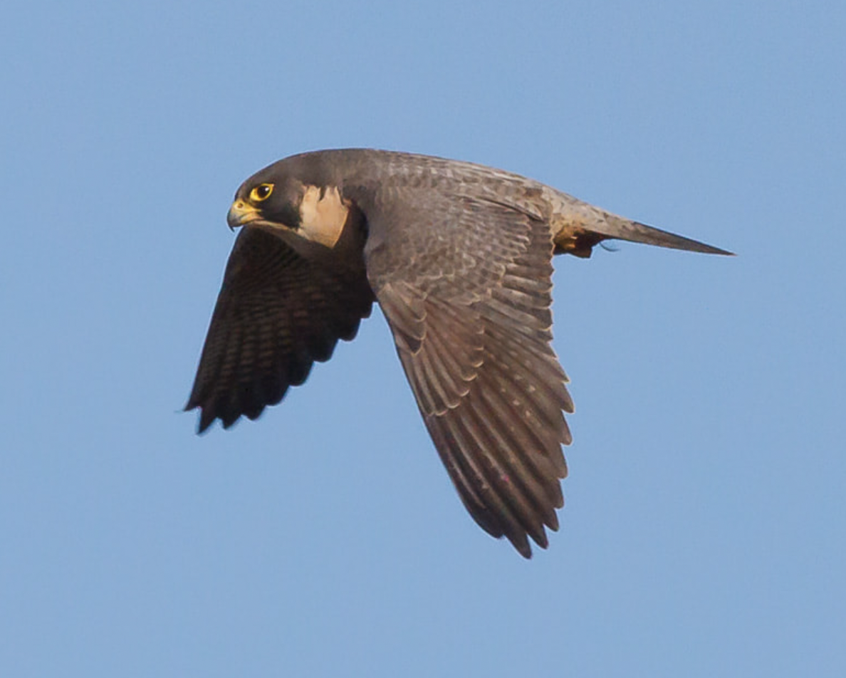 Birds of prey such as Peregrine Falcon benefit from healthy coastal ecosystems. Peregrines are found in several of the project areas funded with 2023 coastal awards. <br>© Barry Troutman