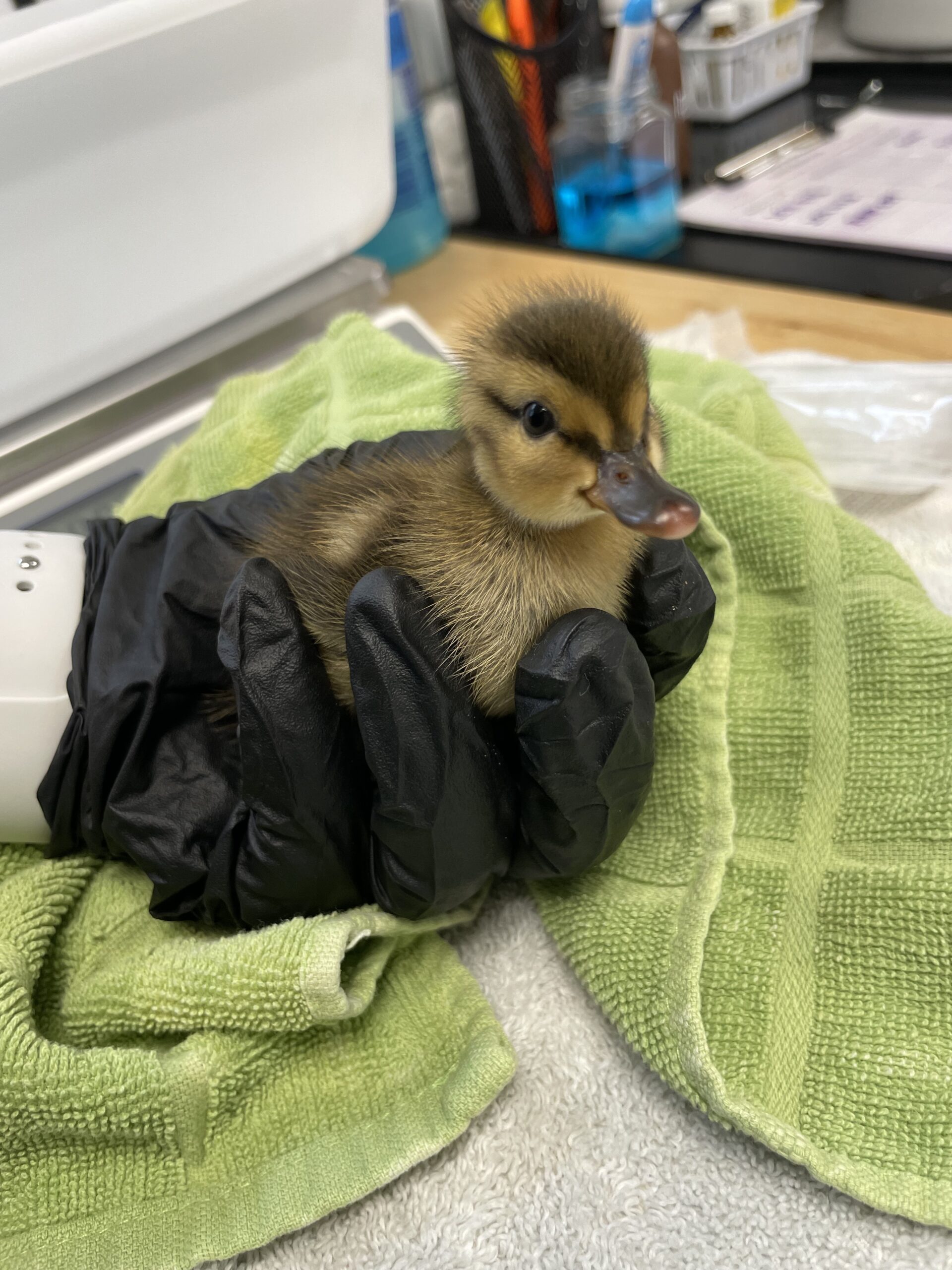 Koloa Maoli (Hawaiian Duck) duckling, in for rehabilitation. 
