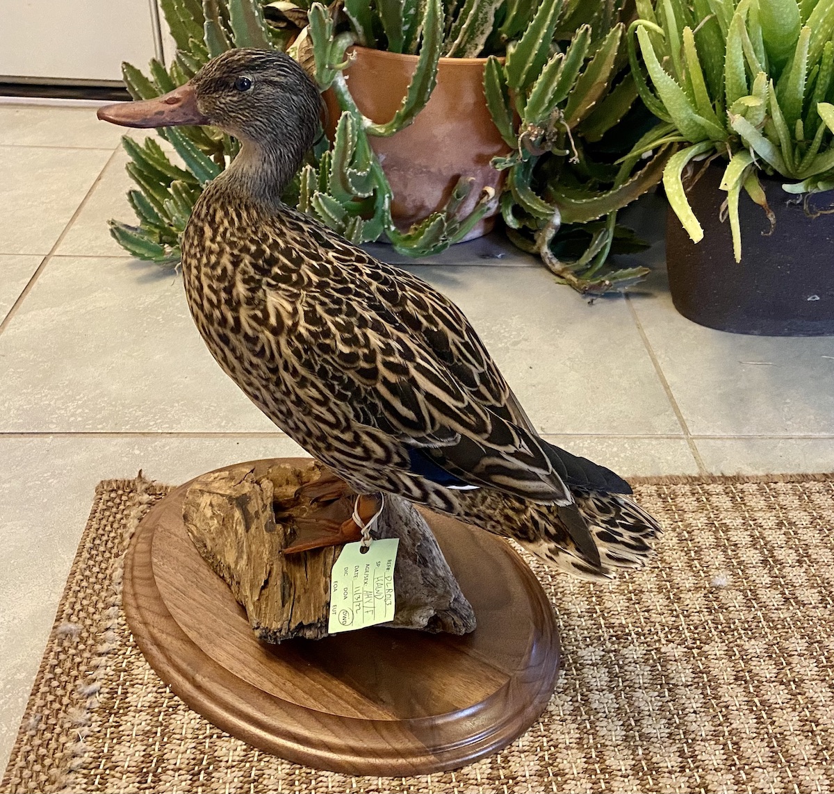 A taxidermy mount of Koloa Maoli that will be used for educational purposes. 