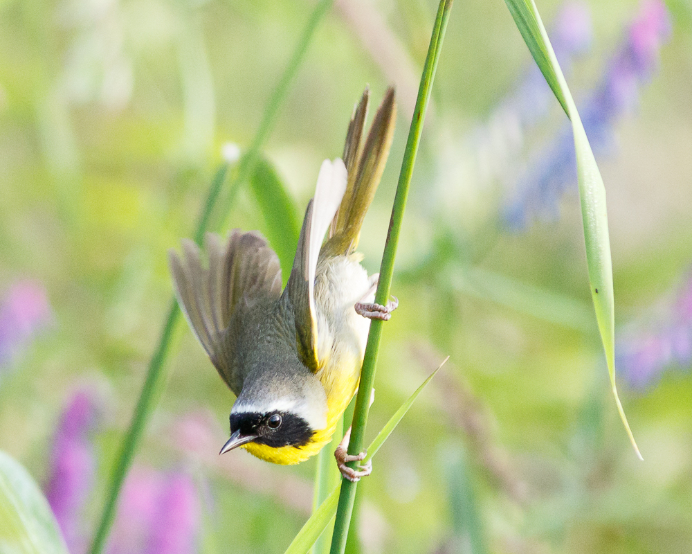 Common Yellowthroat<br>© Barry Troutman