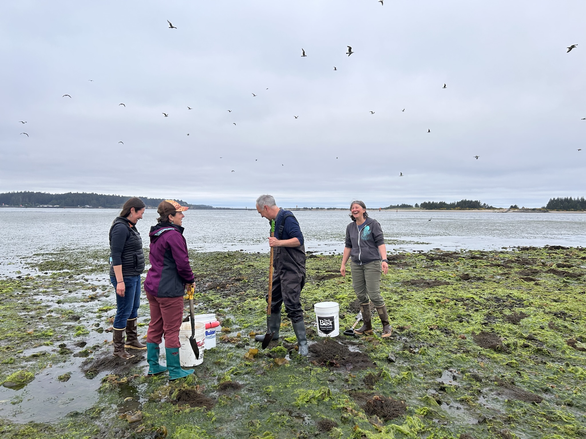 Partners from Pacific Birds, South Slough NERR, and Confederated Tribes of Coos, Lower Umpqua and Siuslaw Indians (CTCLUSI) harvesting shellfish at Coos Bay, Oregon. Photo by: Jaime Belanger
