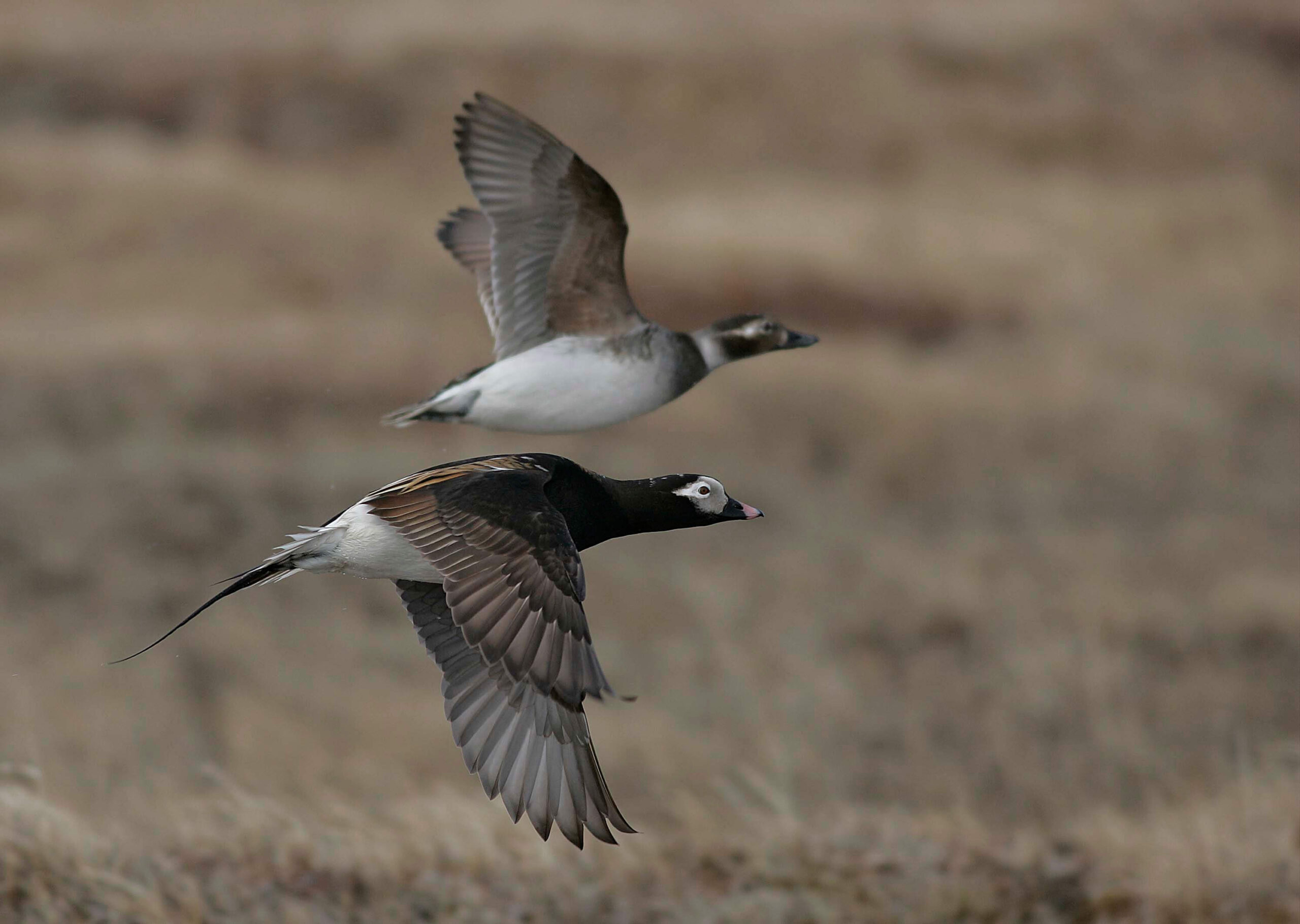 Long-tailed Duck pair. Photo: Ted Swem