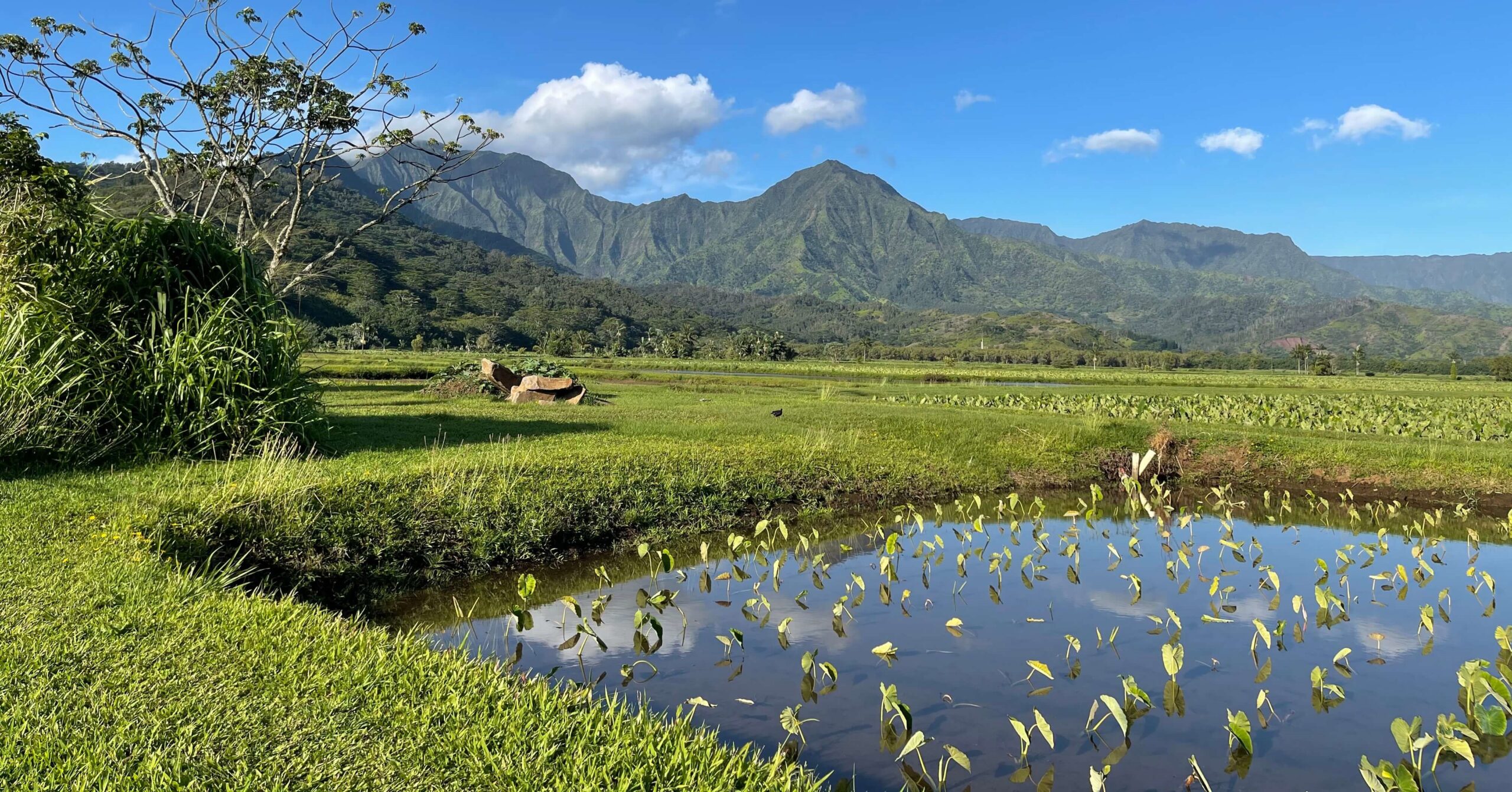 Hanalei loʻi kalo (taro farm). Photo: Helen Raine 