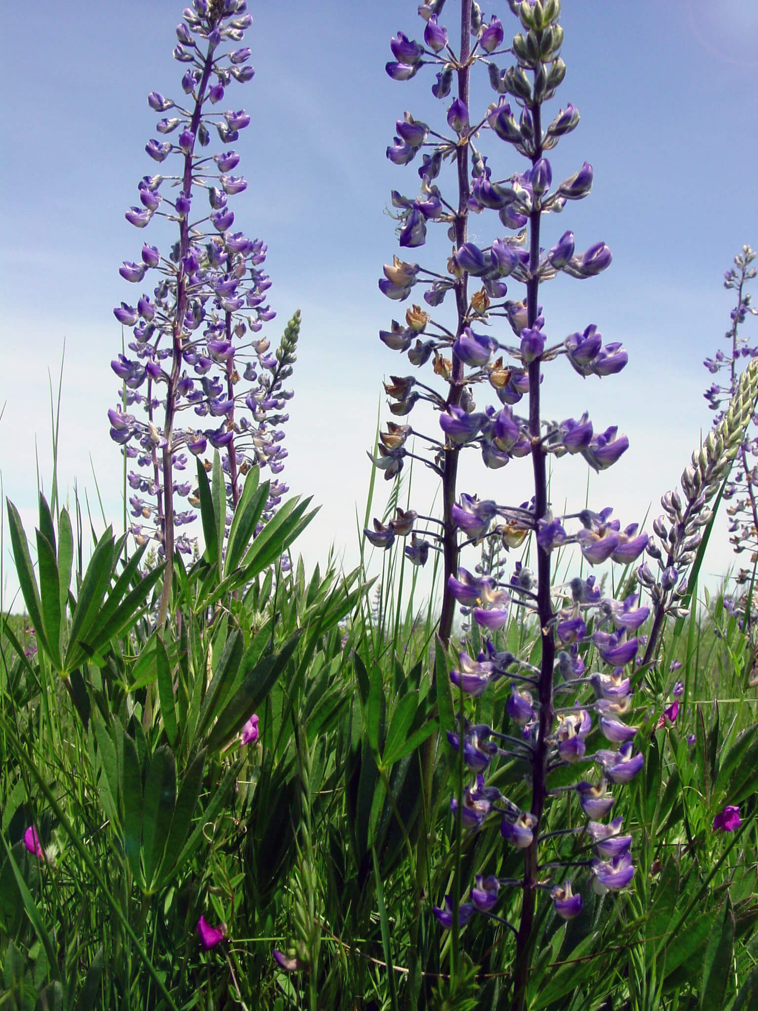 Kincaid's lupine, the host plant for the endangered Fender’s blue butterfly.
Photo: Christine Williams, Mackenzie Cowan, Sandra Miles, Sally Villegas, and West Eugene Wetlands staff / BLM  