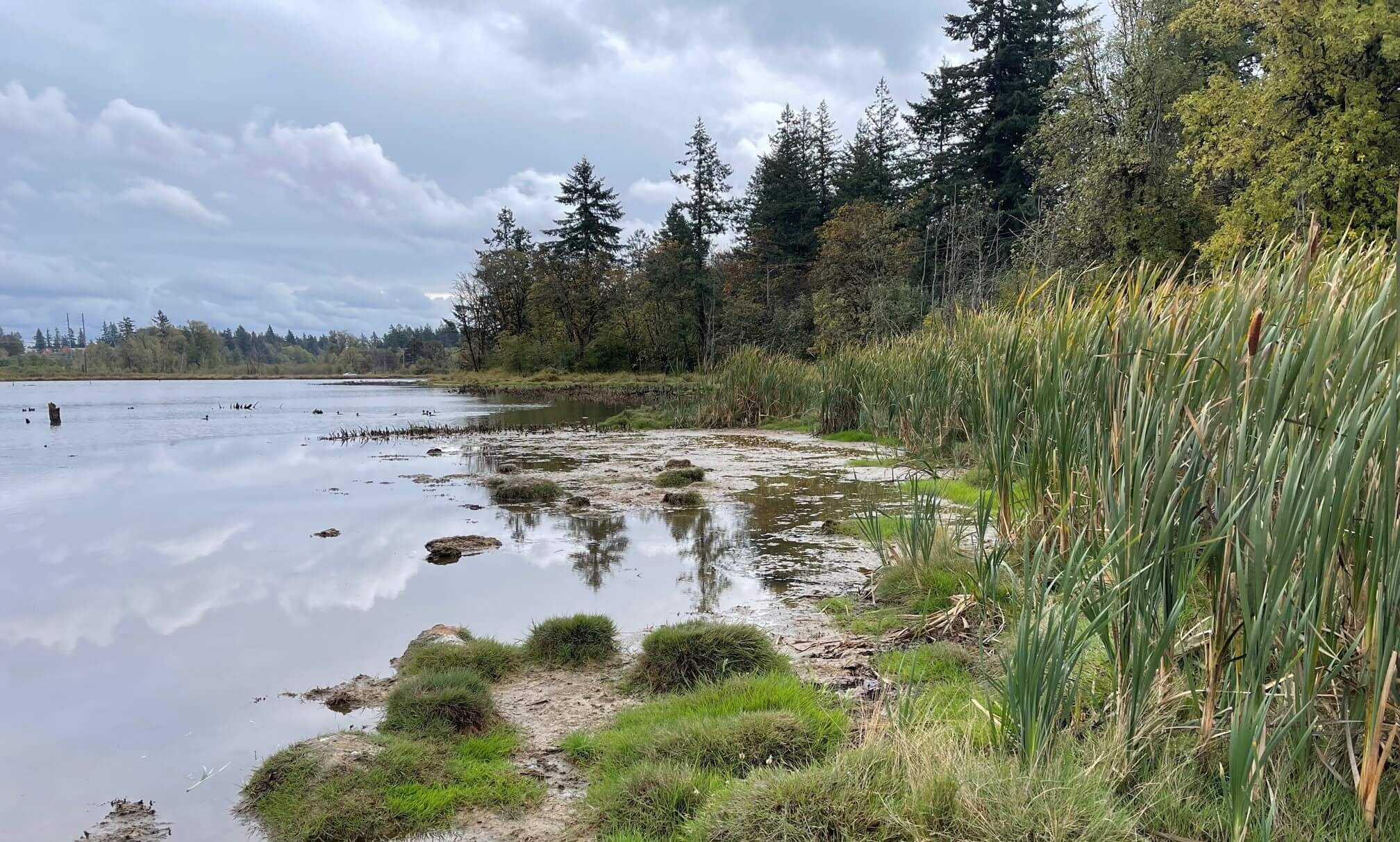 Wetlands at Coffee Lake Creek. Credit: Metro