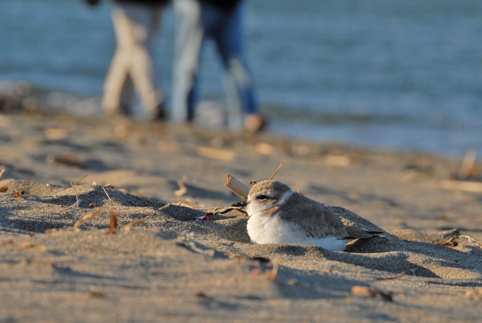 Western Snowy Plover, Photo: National Parks Service