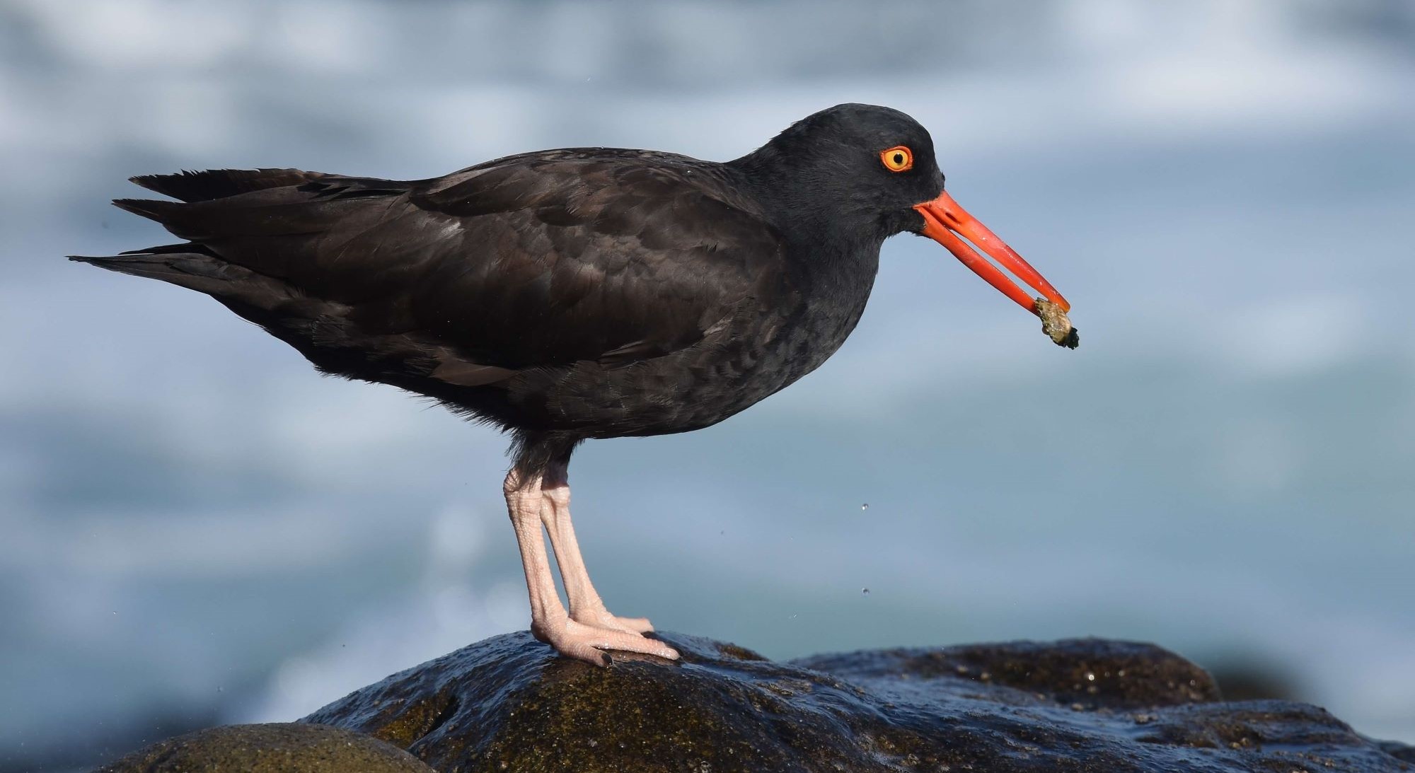 Black oystercatcher. Photo by Andy Reago and Chrissy McClaren, Creative Commons
