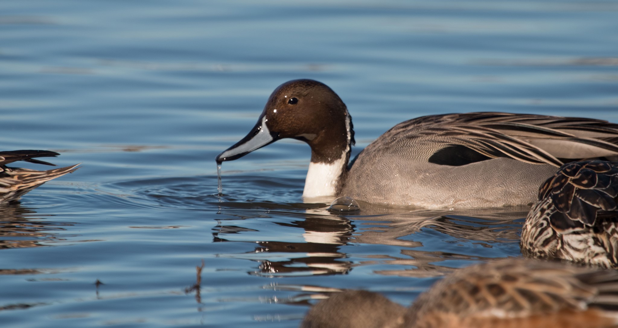 Northern Pintail. Photo by Peter Pearsall, USFWS