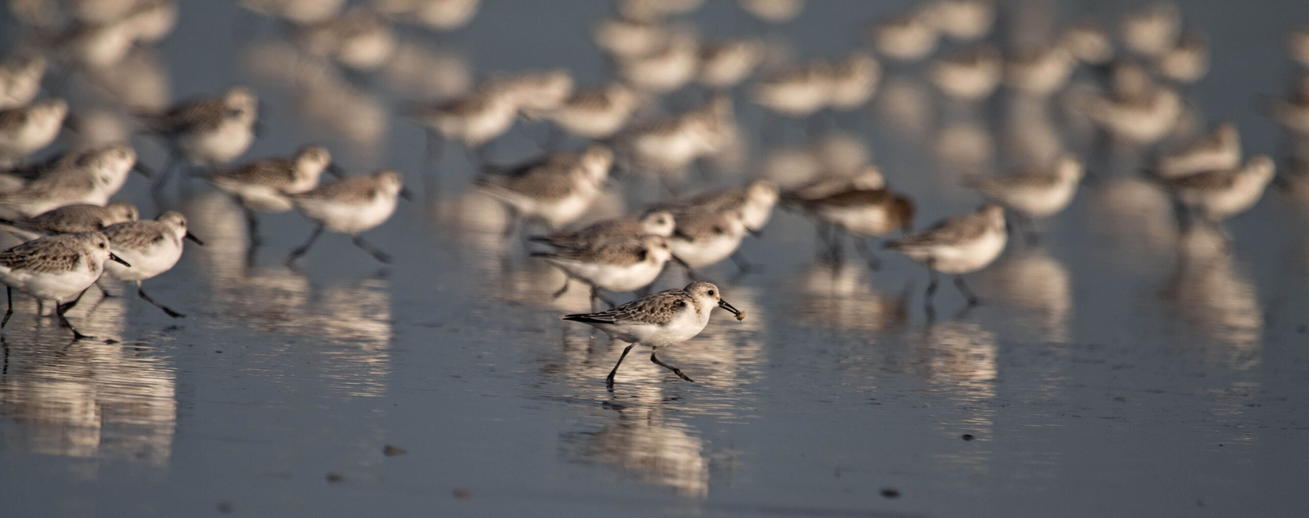 Sanderlings and Dunlin. Photo by Peter Pearsall USFWS