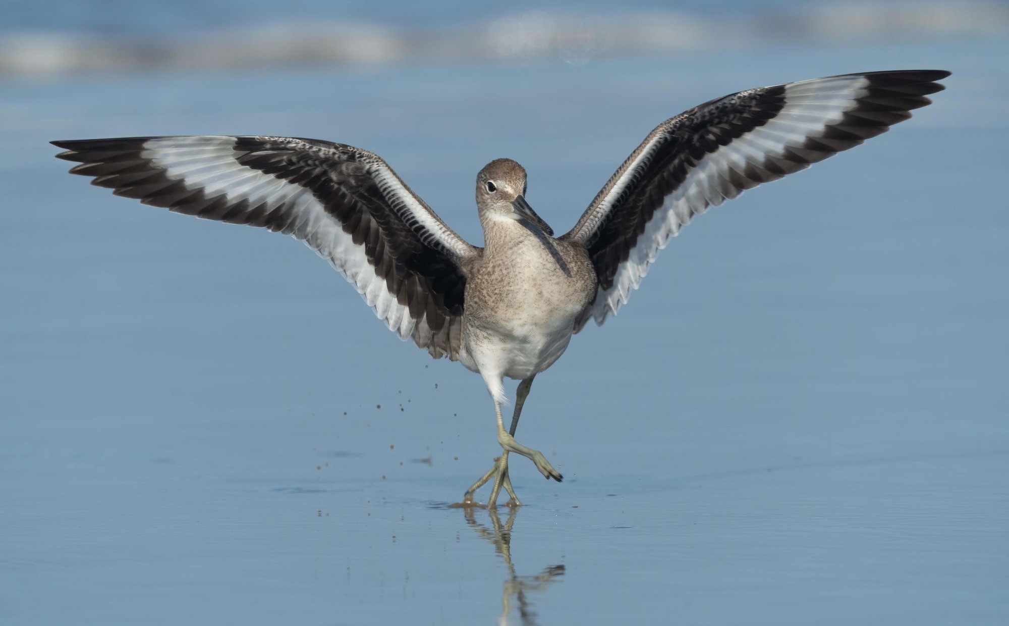Willet, one of the many bird species that use habitat at White Slough. Photo: Channel City Camera Club