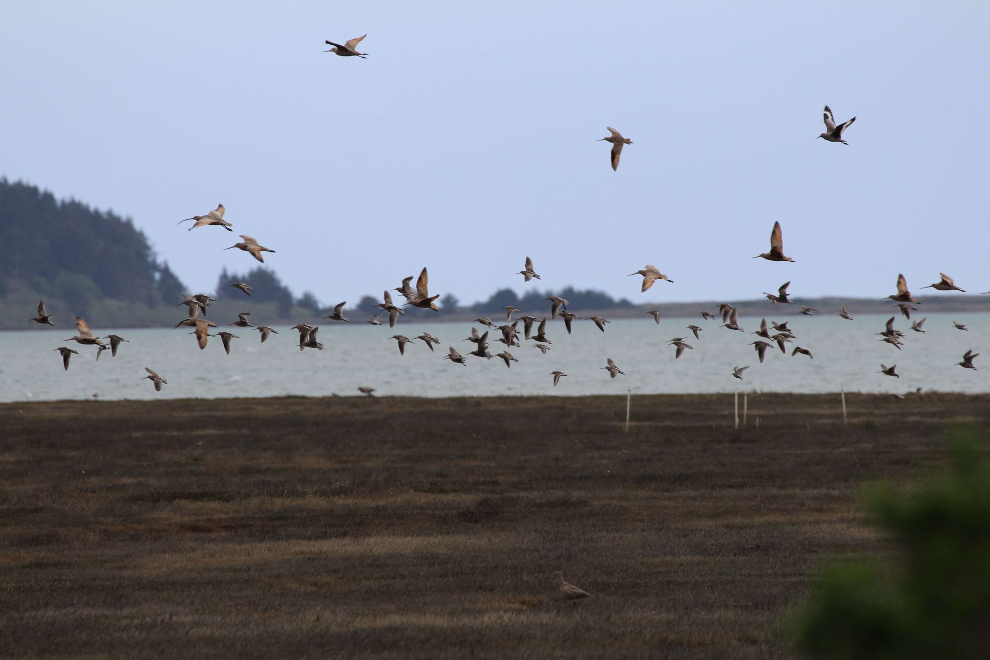 Shorebirds at Humboldt Bay. Photo: Monica Iglecia