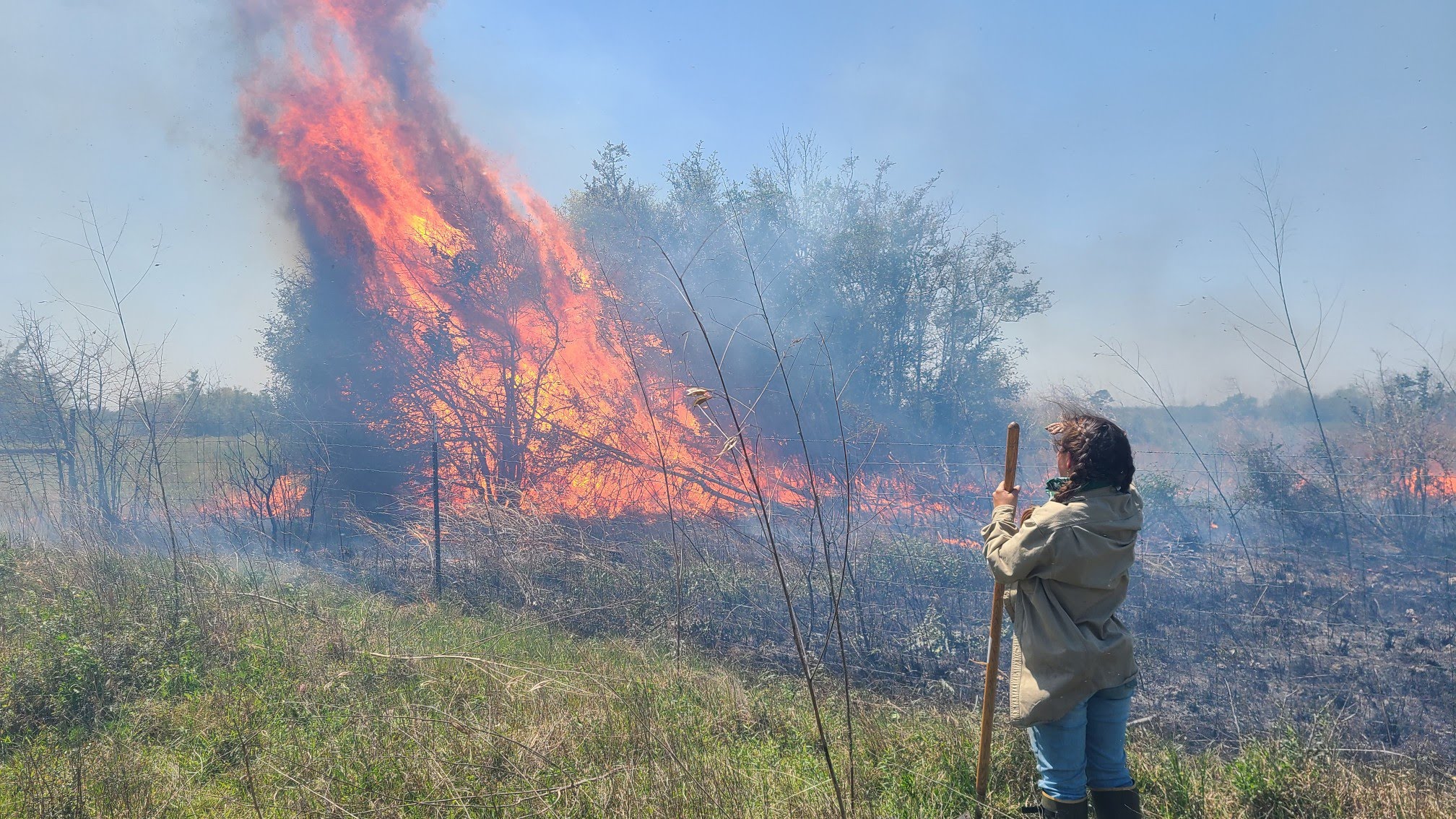 Csanyi watching invasive yaupon shrub torch in coastal prairie in Louisiana.