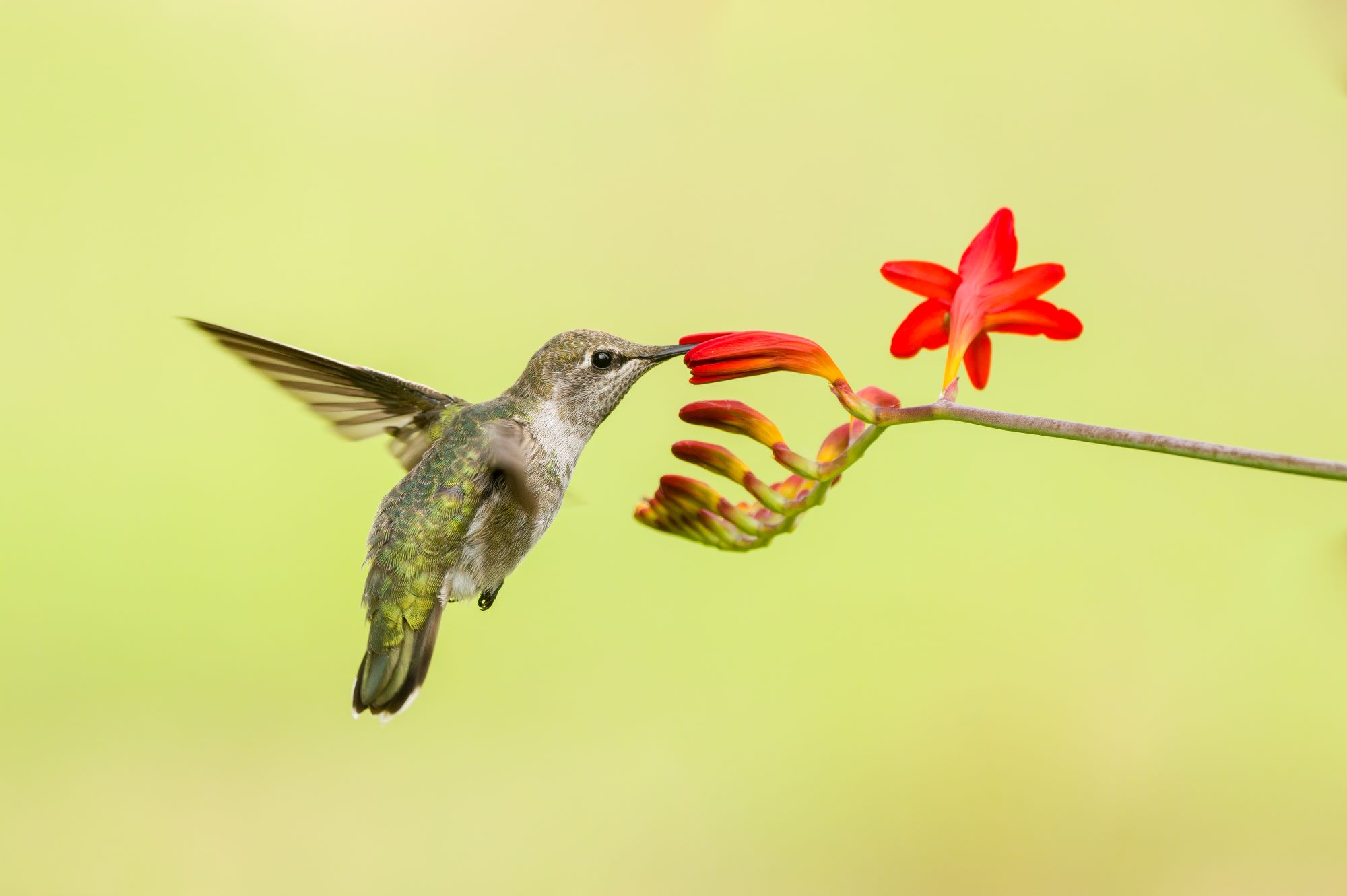 Anna's Hummingbird. Photo: USFWS