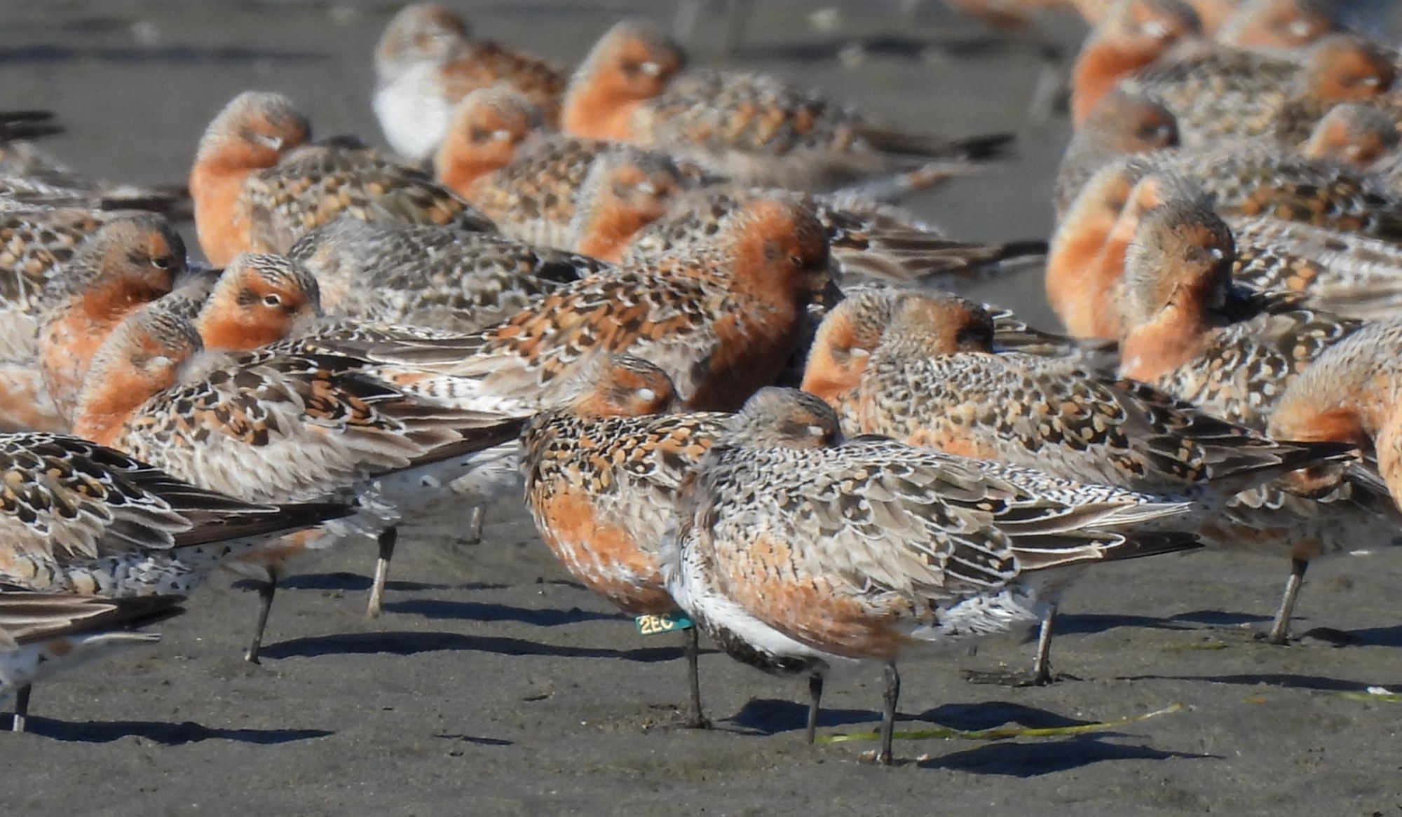 Closeup of a banded Red Knot among others. Photo:  Rachel Winslow, WDFW volunteer