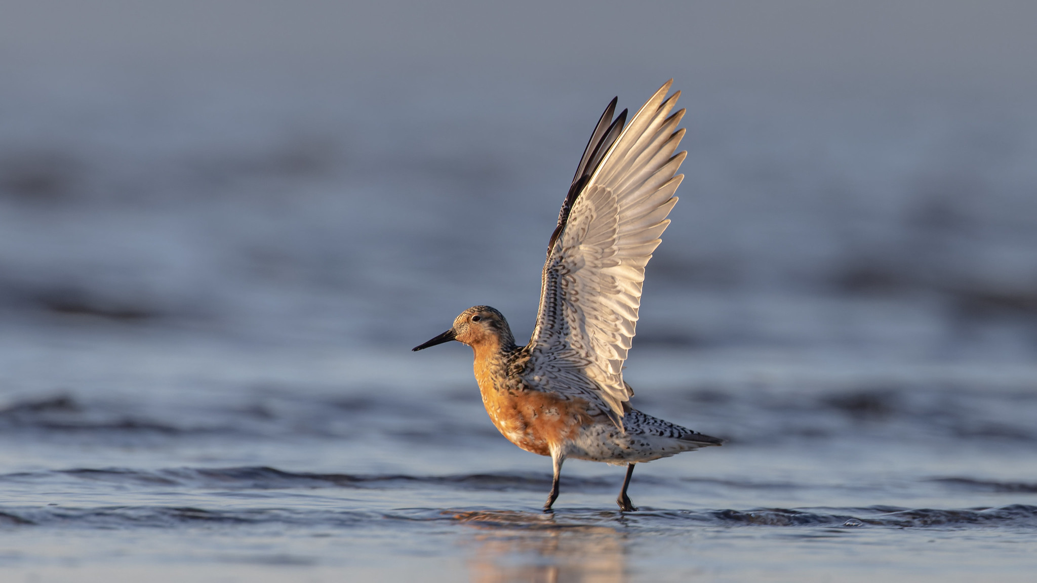 Red knot stretching its wings. Photo: Eric Ellingson, Creative Commons
