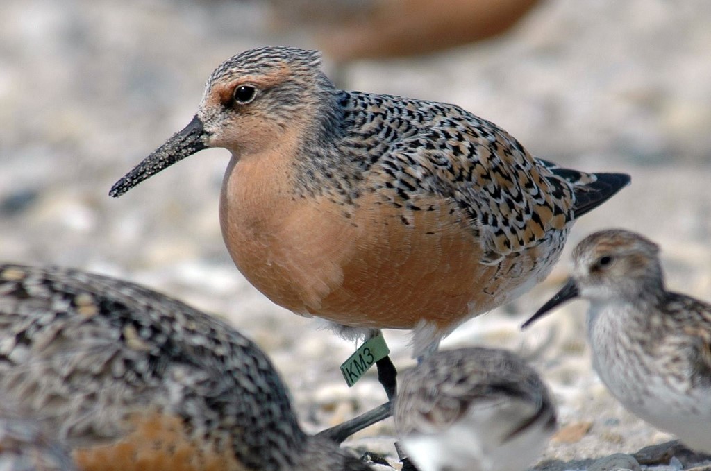 Banded Red Knot. Photo: USFWS