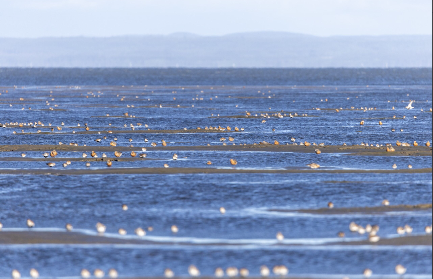 Red knots on the mudflats. Photo: WDFW