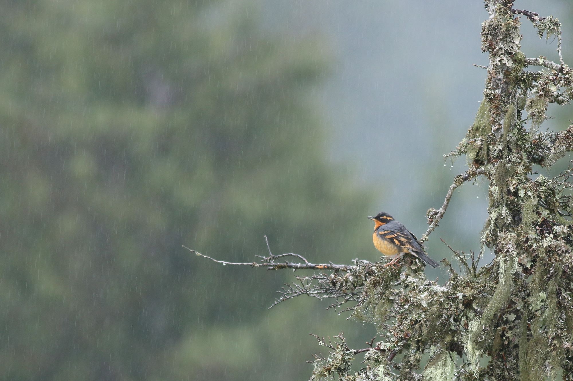 Varied Thrush. Photo: Yousif Attia, Birds Canada