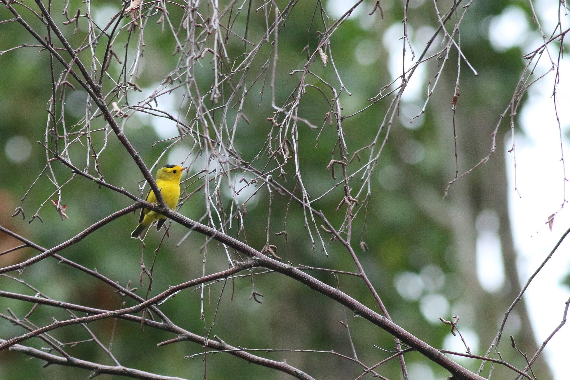 Wilsons Warbler. Photo: Yousif Attia, Birds Canada