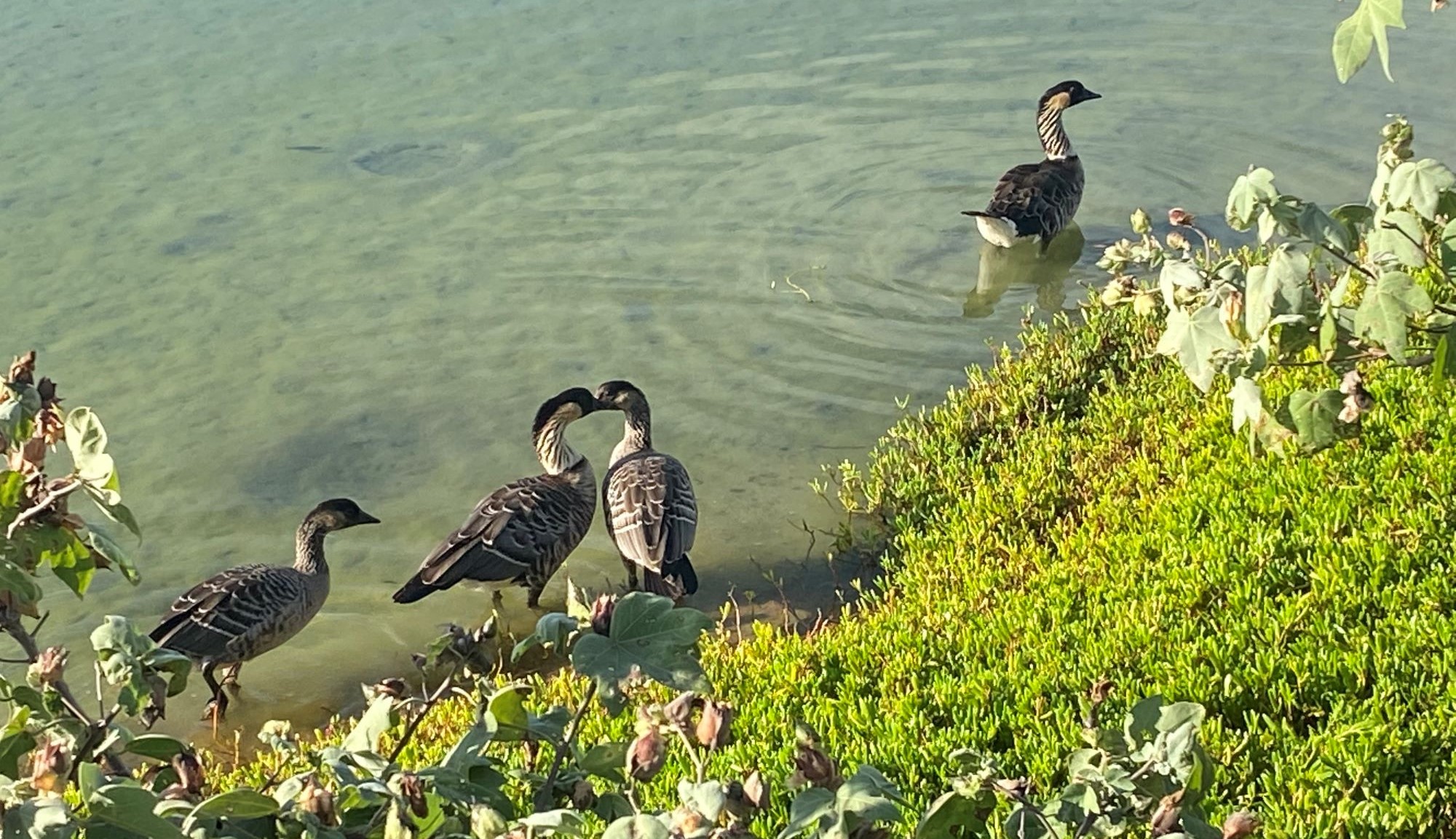 Nēnē at Kawaiʻele. Photo: Jason Vercelli