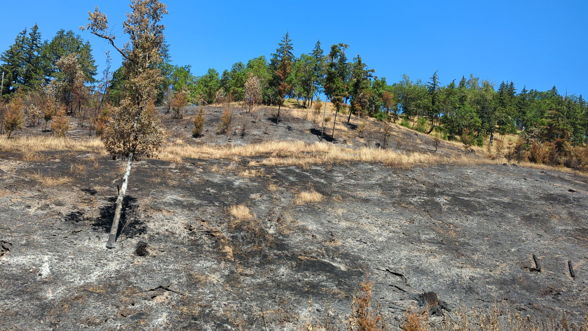 A hillside with entirely brown and charred grass.