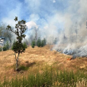 The burn area in Douglas County, OR. A brown hill, with some trees, and smoke and charred ground to the right of the image. Photo: Umpqua Prescribed Burn Association (UPBA)