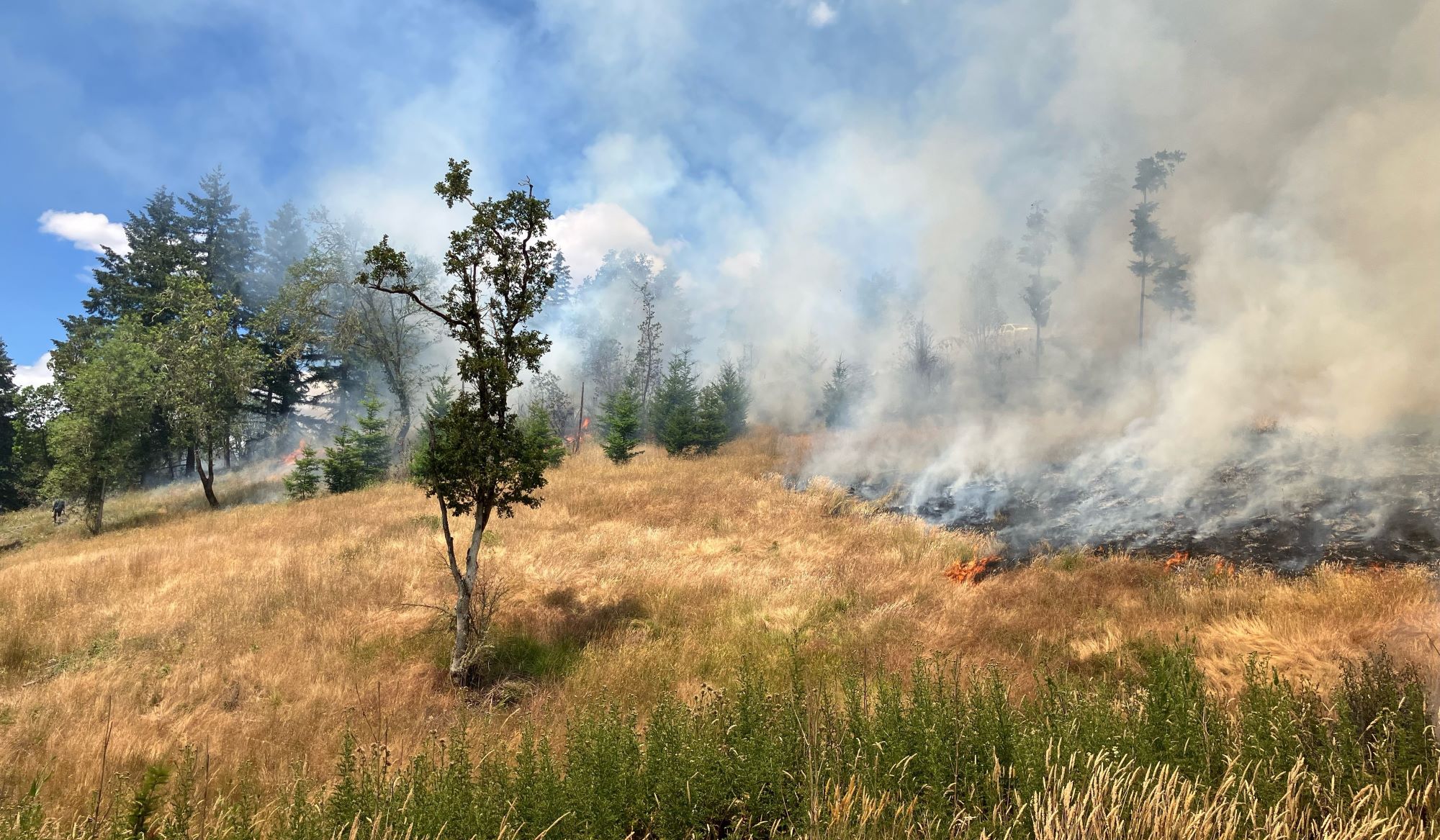 The burn area in Douglas County, OR. A brown hill, with some trees, and smoke and charred ground to the right of the image. Photo: Umpqua Prescribed Burn Association (UPBA)