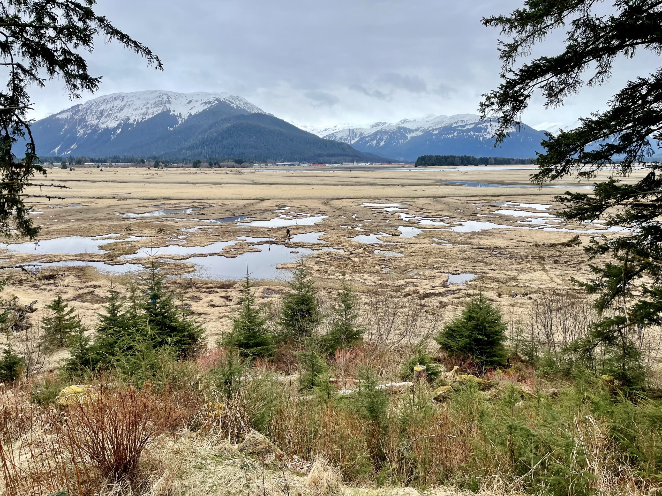 Mendenhall Wetlands, one of the Partnership Grant project sites. Photo: Lauren Cusimano, Audubon Alaska 