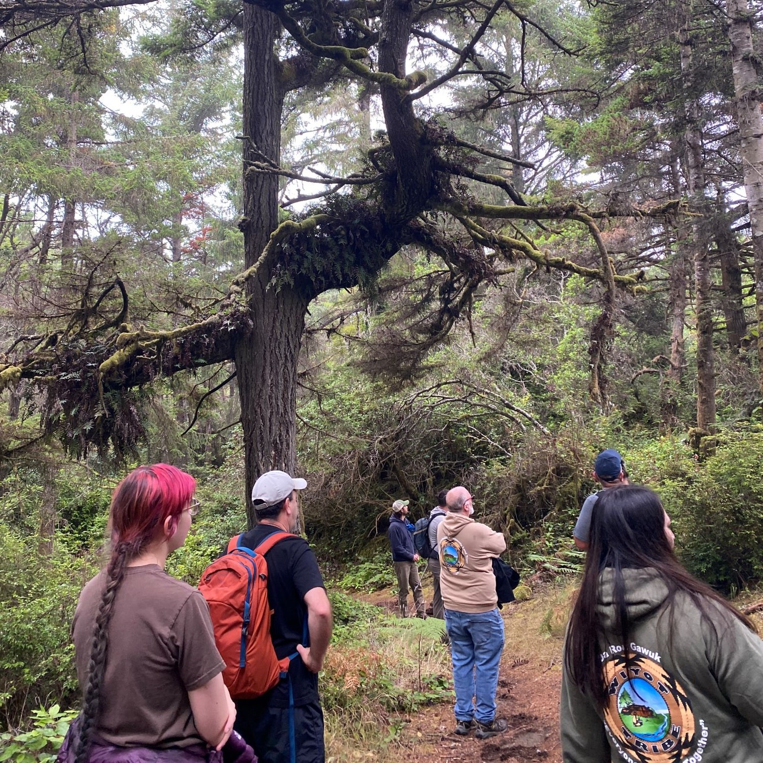 Friends of the Dunes staff and Wiyot Tribe staff enjoy views of the coastal dunes forest under an old-growth Douglas fir at Samoa Dunes & Wetlands Conservation Area during a guided walk with Mike Cipra, Former Friends of the Dunes Executive Director. 