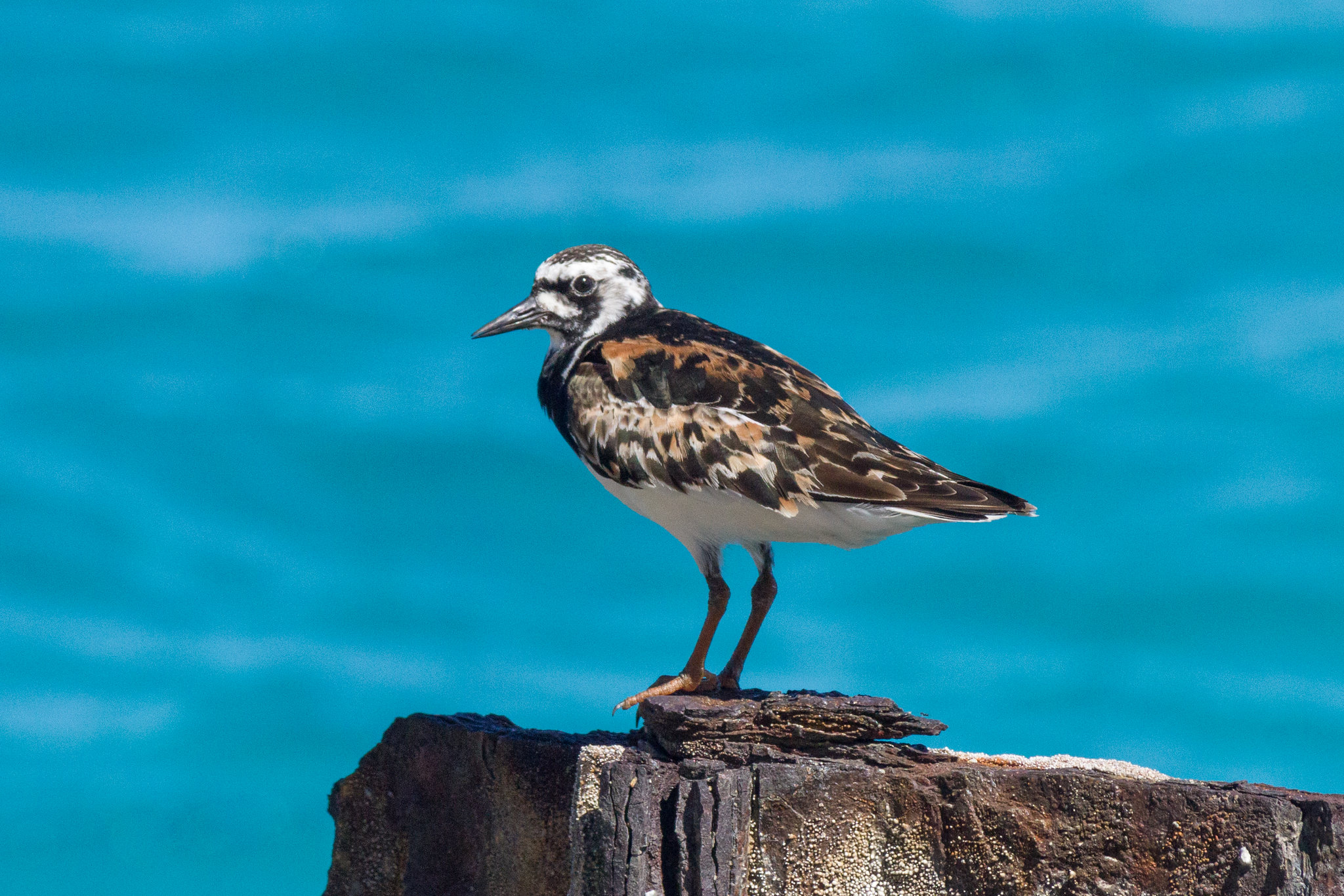 Ruddy Turnstone on Midway Atoll National Wildlife Refuge within Papahānaumokuākea Marine National Monument. This is one of the new species observed during HOH surveys. Photo: Eric Dale Creative