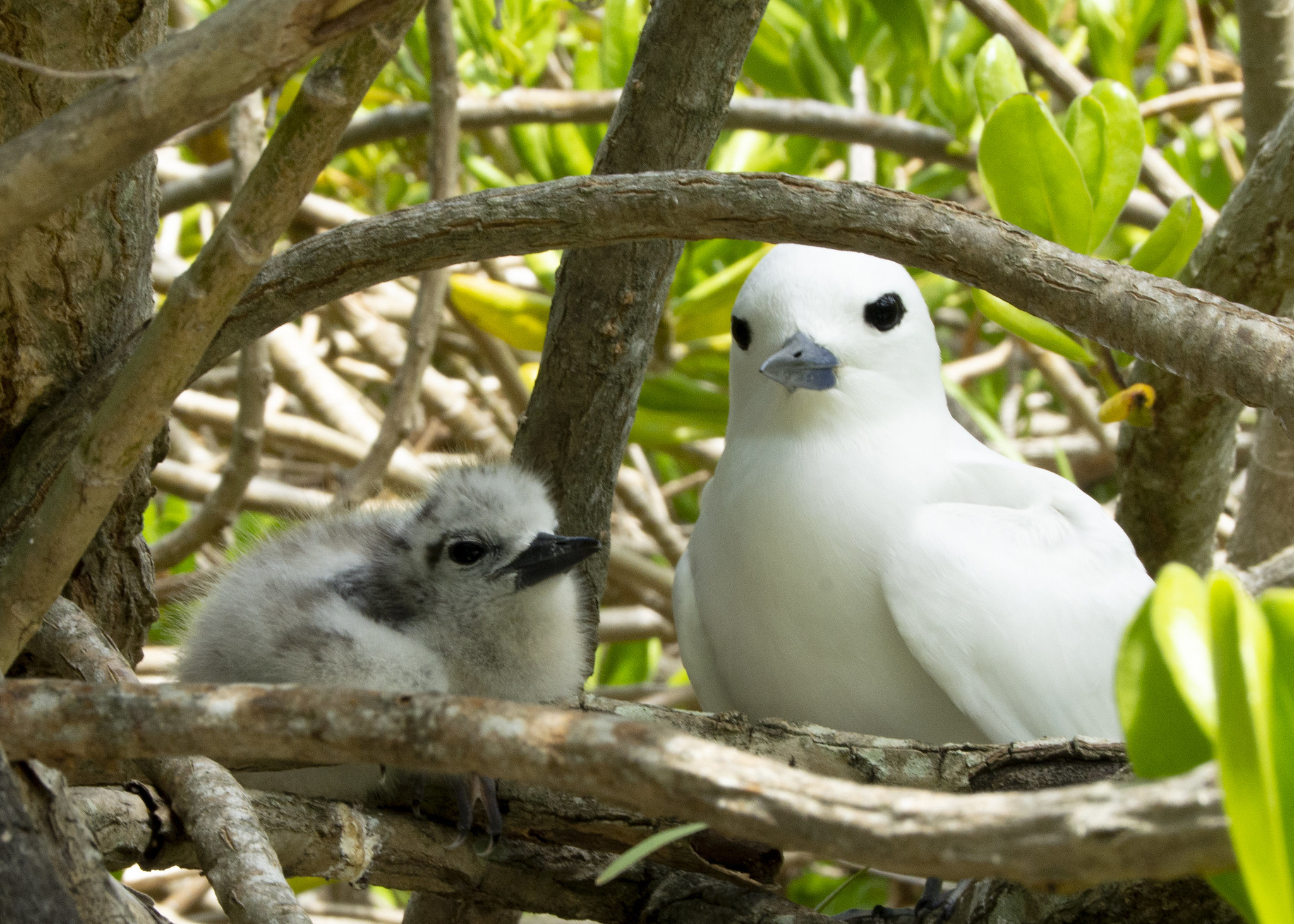 Manu-o-Kū at Midway Atoll National Wildlife Refuge. One of the new species observed in HOH surveys. Photo: USFWS Pacific Region